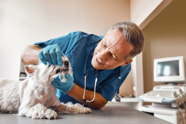, WA Emergency Dental Service Company